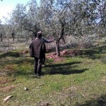 Επιμορφωτική συνάντηση για καλλιεργητές ελιάς στα Λιμενάρια Θάσου
