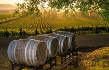 winery winery