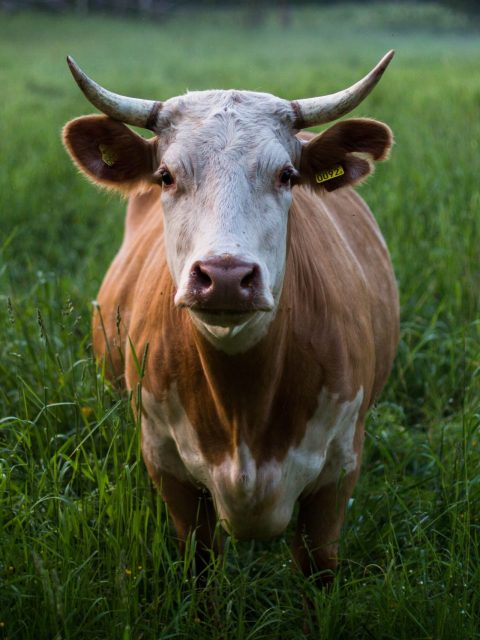 skull kat M7fi58 dF5k unsplash skull kat M7fi58 dF5k unsplash