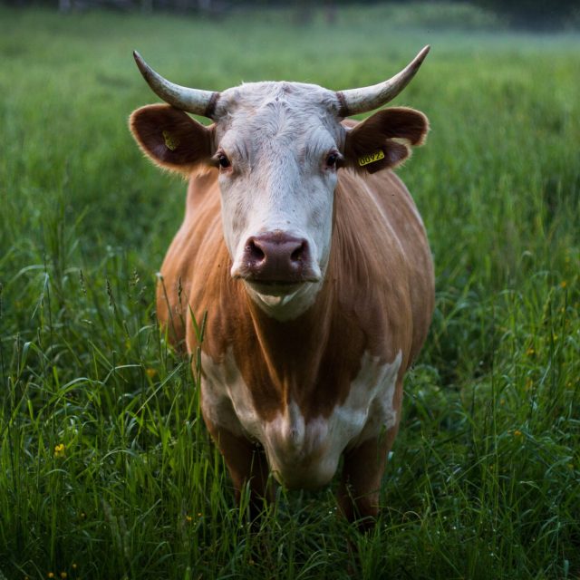 skull kat M7fi58 dF5k unsplash