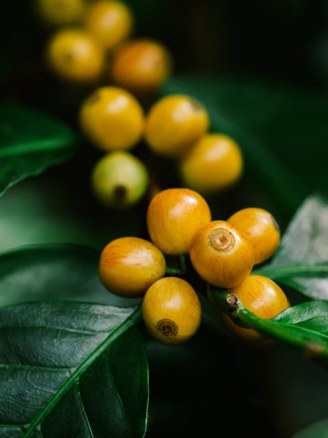 yellow catimor Coffee beans ripening on tree in North of thailan yellow catimor Coffee beans ripening on tree in North of thailan