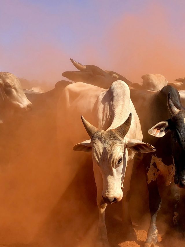 juliana amorim PidIm k0Un8 unsplash juliana amorim PidIm k0Un8 unsplash