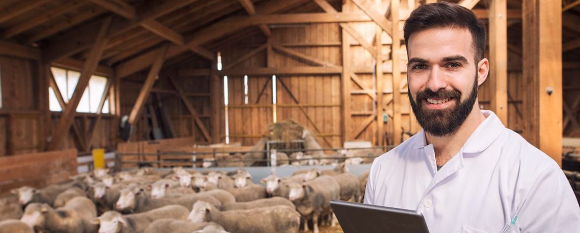portrait veterinarian dressed white coat with rubber gloves standing sheep domestic farm edited scaled portrait veterinarian dressed white coat with rubber gloves standing sheep domestic farm edited scaled