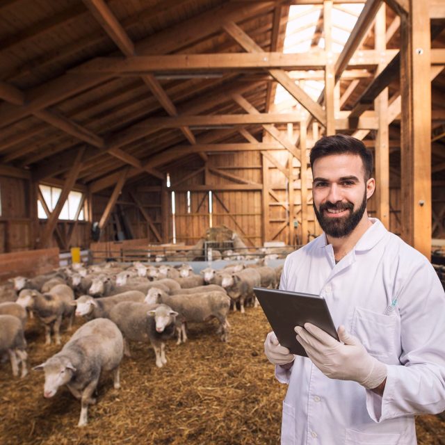 portrait veterinarian dressed white coat with rubber gloves standing sheep domestic farm edited scaled