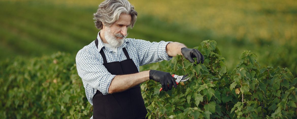 man trimming bough brush senior black apron man trimming bough brush senior black apron