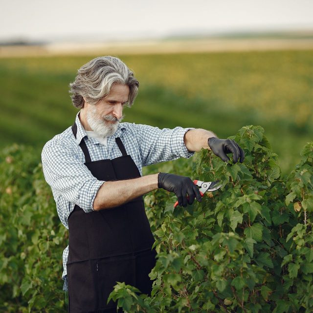 man trimming bough brush senior black apron